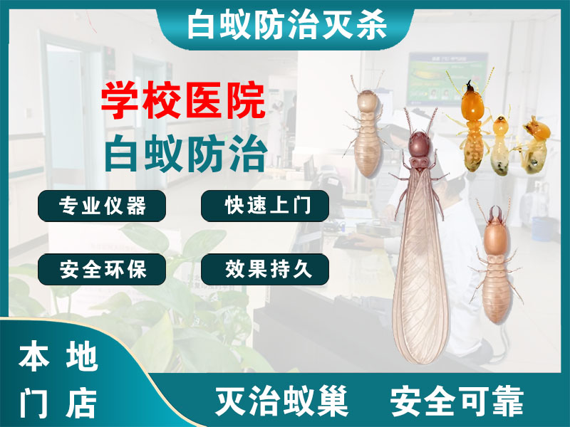通州区学校医院白蚁防治